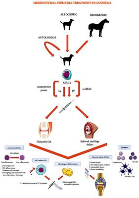 Review: Mesenchymal Stem Cell Therapy in Canine Osteoarthritis Research: “Experientia Docet” (Experience Will Teach Us)